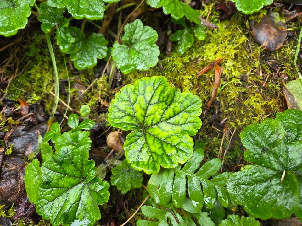 File:Vibrant Leaf.jpg