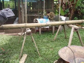 330px-Bamboo_propped.jpg