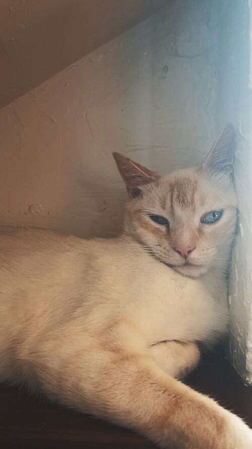 File:FinnTheCat.jpg