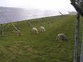 Greener Sheep: Life Cycle Analysis of Integrated Sheep Agrivoltatic Systems