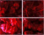 Effect of microwave power irradiation on TiO2 nano-structures and binder free paste screen printed dye sensitized solar cells