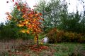 Bright fall colors from a young tree at Potawot.