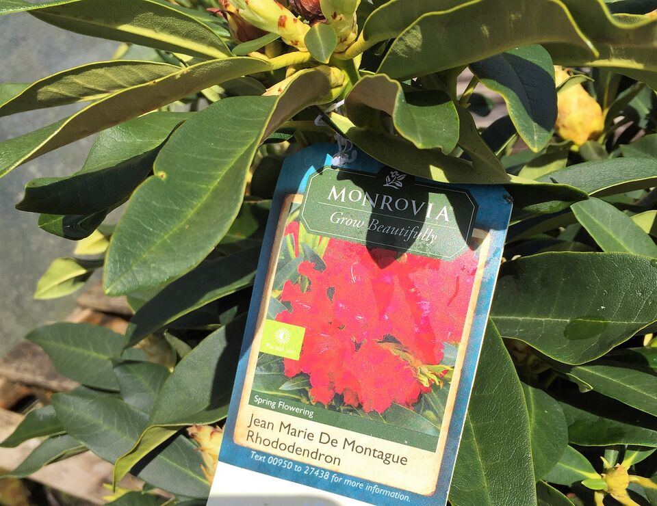 File:RedAzalea3.JPG