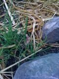 Chives--beware the chickens at AEF loved these!