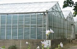 Greenhouse waste heat exchange