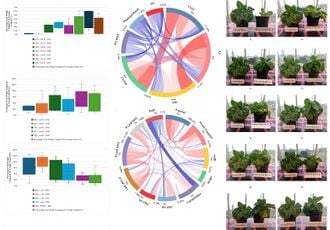 Agrivoltaic Lettuce Production Under Future Climates: A Sustainable Strategy for Optimizing Food and Energy Yields