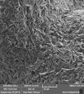 Fig1.c)Sand-blasted and Acid etched titanium surface.jpg
