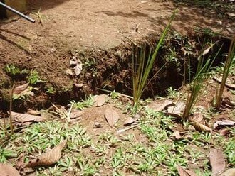 330px-Vetiver.jpg