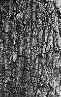 Thumbnail for version as of 01:22, 6 January 2007