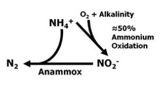 330px-Anammox.png