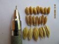 Common wheat, long wheat & long wheat with husk compared.