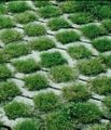 Permeable pavement with grass