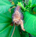 Thumbnail for version as of 07:57, 21 January 2016