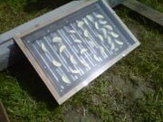 Tear the Roof off Dry sliced apples in 18 hours of sunlight with this legless solar dehydrator