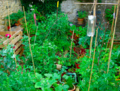 Bamboo stakes used across garden