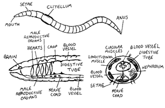 330px-Wormanatomy.png