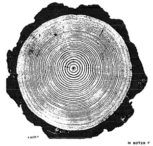 330px-Cross_section_ponderosa_pine.png