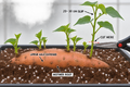 Thumbnail for version as of 17:03, 15 September 2026