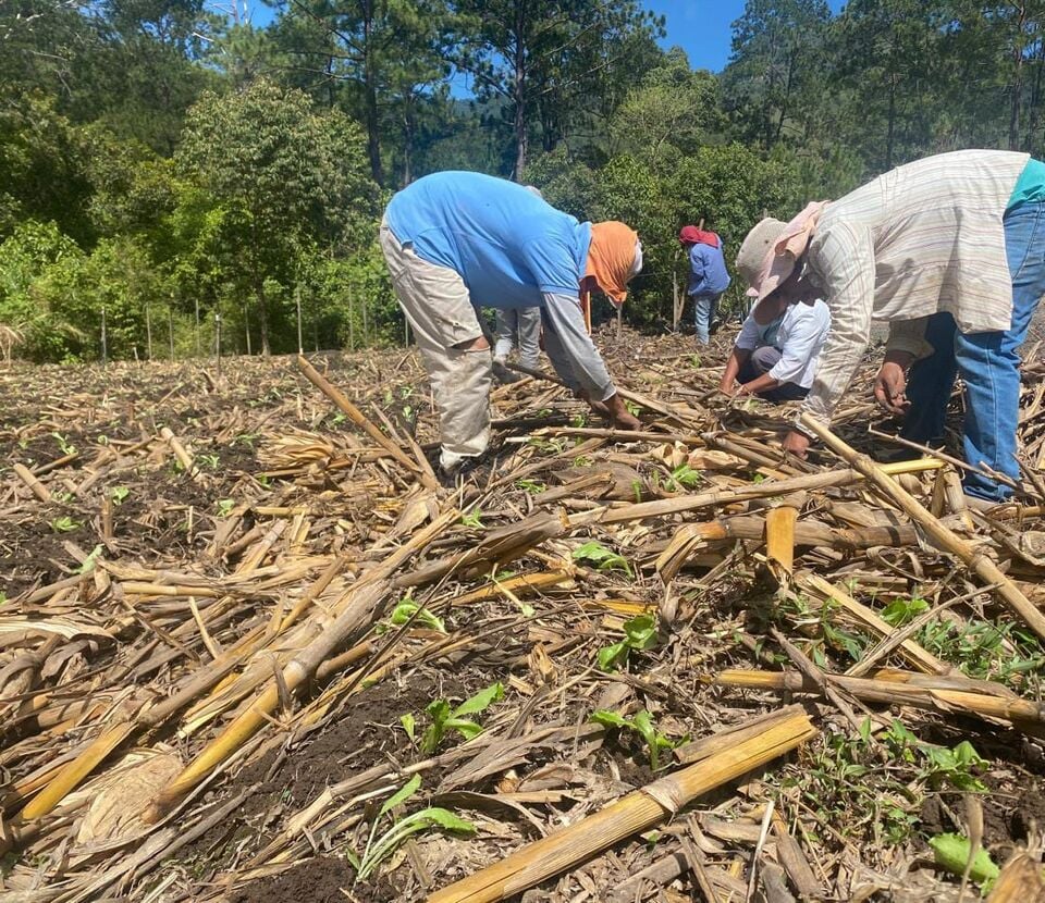 File:Siembra directa sobre cobertura.jpg
