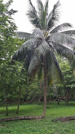 Palm Tree Fronds available in Las Malvinas