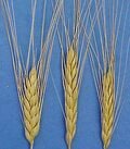 Emmer wheat with spikes (Source Wikipedia)