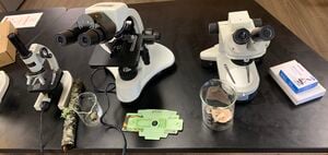 Determine efficacy by analyzing water samples under the microscope. Image by Chase.