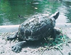 247px-Turtle.jpg