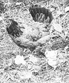 Thumbnail for version as of 01:22, 6 January 2007