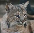 Bobcat Lynx rufus