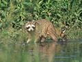 Raccoon Procyon lotor