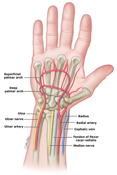 File:FCEMT-Simple Vasculature of the Wrist.jpg