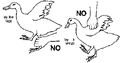 Thumbnail for version as of 01:24, 6 January 2007