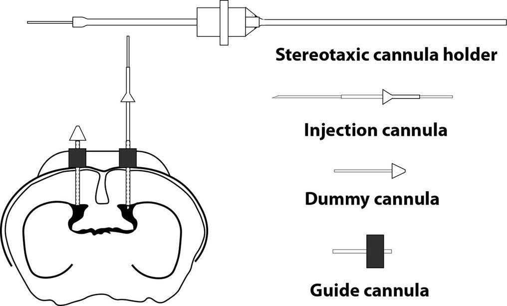 Una alternativa de bajo costo y personalizable para cánulas implantables comerciales para administración intracerebral en ratones