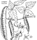 Thumbnail for version as of 01:26, 6 January 2007