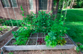 Wire trellis support across garden bed