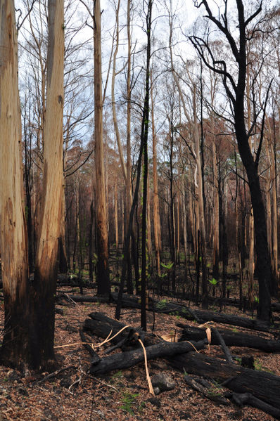 File:2009 Victorian bushfire Acheron Way DSC 0326.jpg