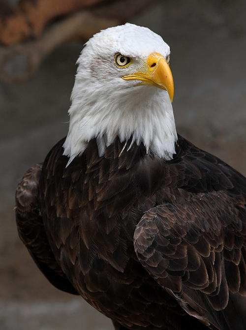 File:Aguila123.png