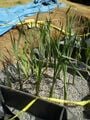 Fig 3:Subsurface marsh with baffles