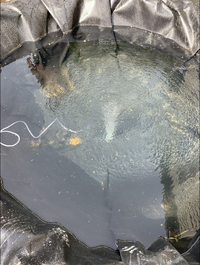 Image 8. Full Sun