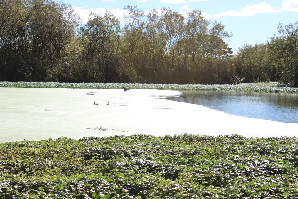 File:Hauser marsh4.jpg