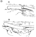 Thumbnail for version as of 01:26, 6 January 2007
