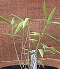 Thumbnail for version as of 01:23, 6 January 2007