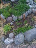 Chamomile in top center, Feverfew in bottom left, Skullcap in bottom right