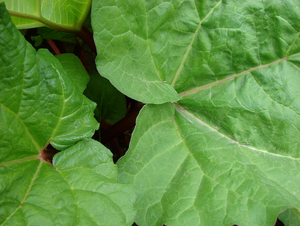 tobacco flavouring spray The Original Tobacco Flavour Co