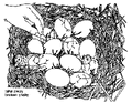 Thumbnail for version as of 01:24, 6 January 2007