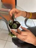 Colocación de plantas en los distintos niveles de HexaGreen