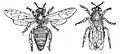 Thumbnail for version as of 01:23, 6 January 2007