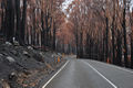2009 Victorian bushfire Lake Mountain DSC 0343.jpg