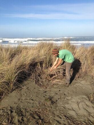 330px-Collect_beachgrass.jpeg