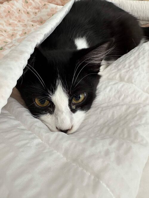 File:Izzy .jpg